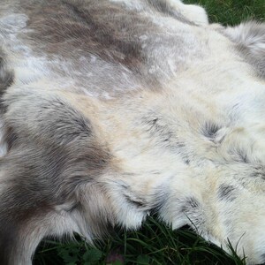May include: A natural reindeer hide rug with a mix of gray, brown, and cream-colored fur. The rug has a soft, textured appearance and is displayed on a bed of green grass.