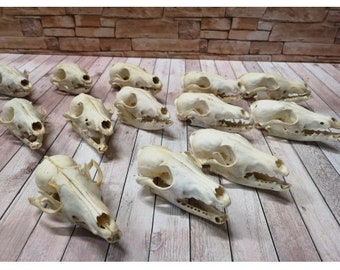 Real Fox Skull Red Fox Skull Bone Preparation Trophy Larp Without Teeth