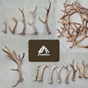 May include: A collection of various sizes and shapes of deer antlers. The antlers are a natural brown color and have a rough texture. Some of the antlers are whole, while others are broken into pieces. The antlers are arranged in a random pattern on a gray concrete surface.
