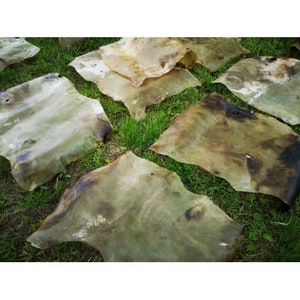 May include: Several irregularly shaped, tanned animal hides are laid out on green grass. The hides vary in color from light tan to dark brown, with some areas appearing almost black. The hides have a leathery texture.