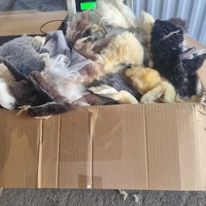 Könnte beinhalten: Ein Karton voller verschiedener roher Wollfasern. Die Wolle ist in Weiß-, Grau-, Braun- und Schwarztönen gehalten, mit einigen gelben Farbtönen. Die Fasern sind locker und flauschig, was darauf hindeutet, dass sie für die Verarbeitung oder das Basteln bereit sind.