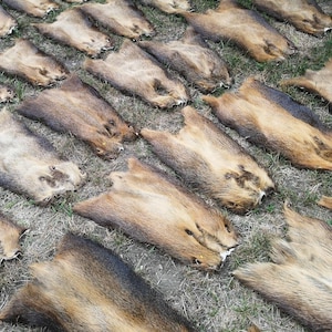 May include: A collection of tanned animal pelts, likely beaver or similar, laid out on dry grass. The pelts display a range of brown and tan hues, with the fur side visible. The arrangement suggests a display or preparation for sale.