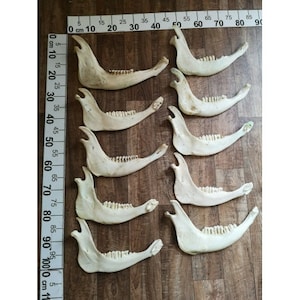 10x Real Lower Jaw Half Skull Red Deer Wild Prepared