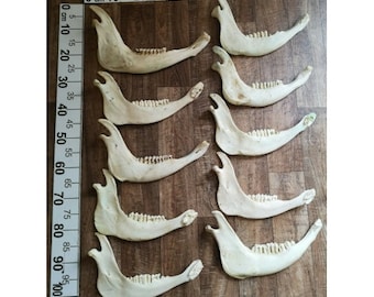 10x Real Lower Jaw Half Skull Red Deer Wild Prepared