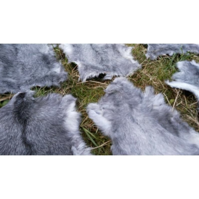 May include: Five gray rabbit fur pelts laid out on a grassy surface. The fur is soft and fluffy, with a light gray color.