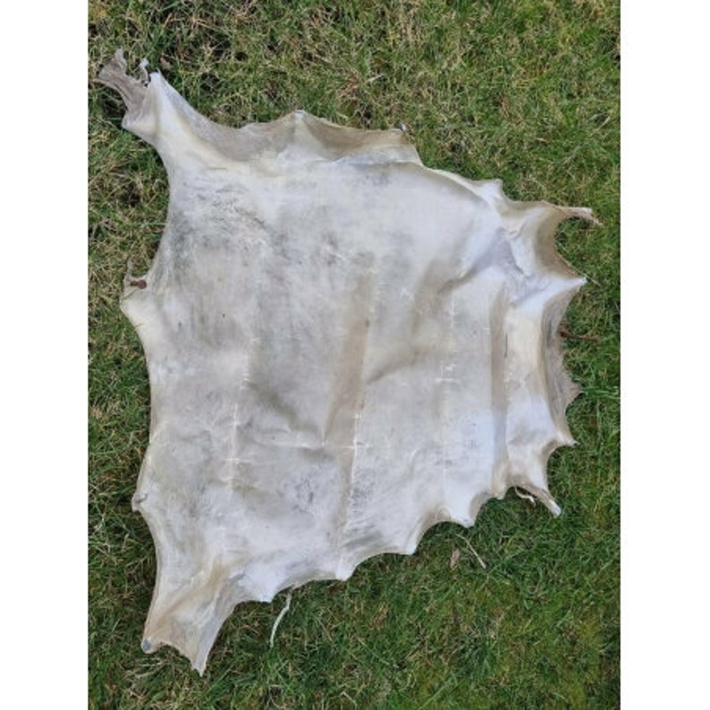 Genuine rawhide parchment raw leather for knight shields drumheads image 1