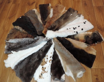 レックスラビットファープレート - Etsy 日本