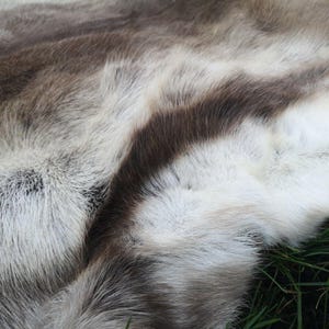 May include: Close-up of a reindeer hide with a mix of white, brown, and gray fur. The fur has a soft, textured appearance, with variations in color and density. The hide is lying on green grass.