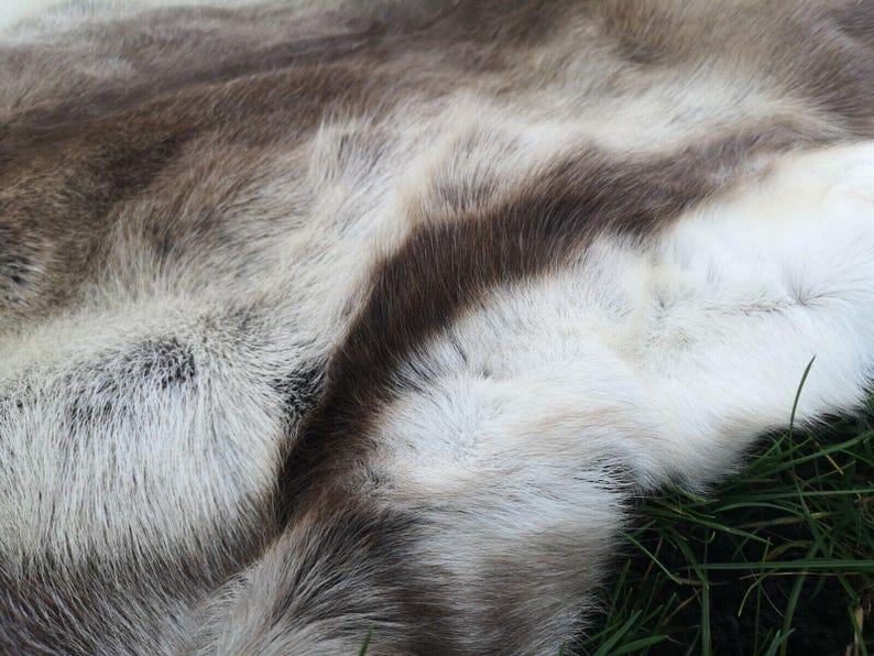 May include: Close-up of a reindeer hide with a mix of white, brown, and gray fur. The fur has a soft, textured appearance, with variations in color and density. The hide is lying on green grass.