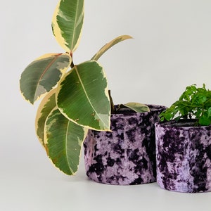 May include: Two potted plants in purple velvet planters. The larger plant has variegated leaves with green and yellow tones. The smaller plant has green leaves.
