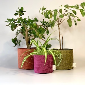 May include: Three potted plants in fabric planters. The plants are a jade plant, a ficus, and a spider plant. The planters are in shades of orange, pink, and green.