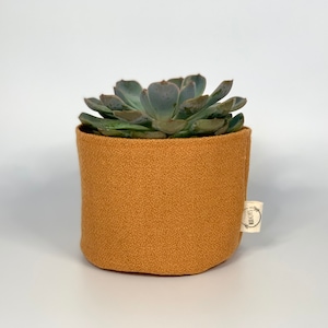 May include: A succulent plant in a textured, mustard-coloured pot. The plant has blue-green leaves. A small tag with text is attached to the pot. The pot is cylindrical and sits on a white surface.