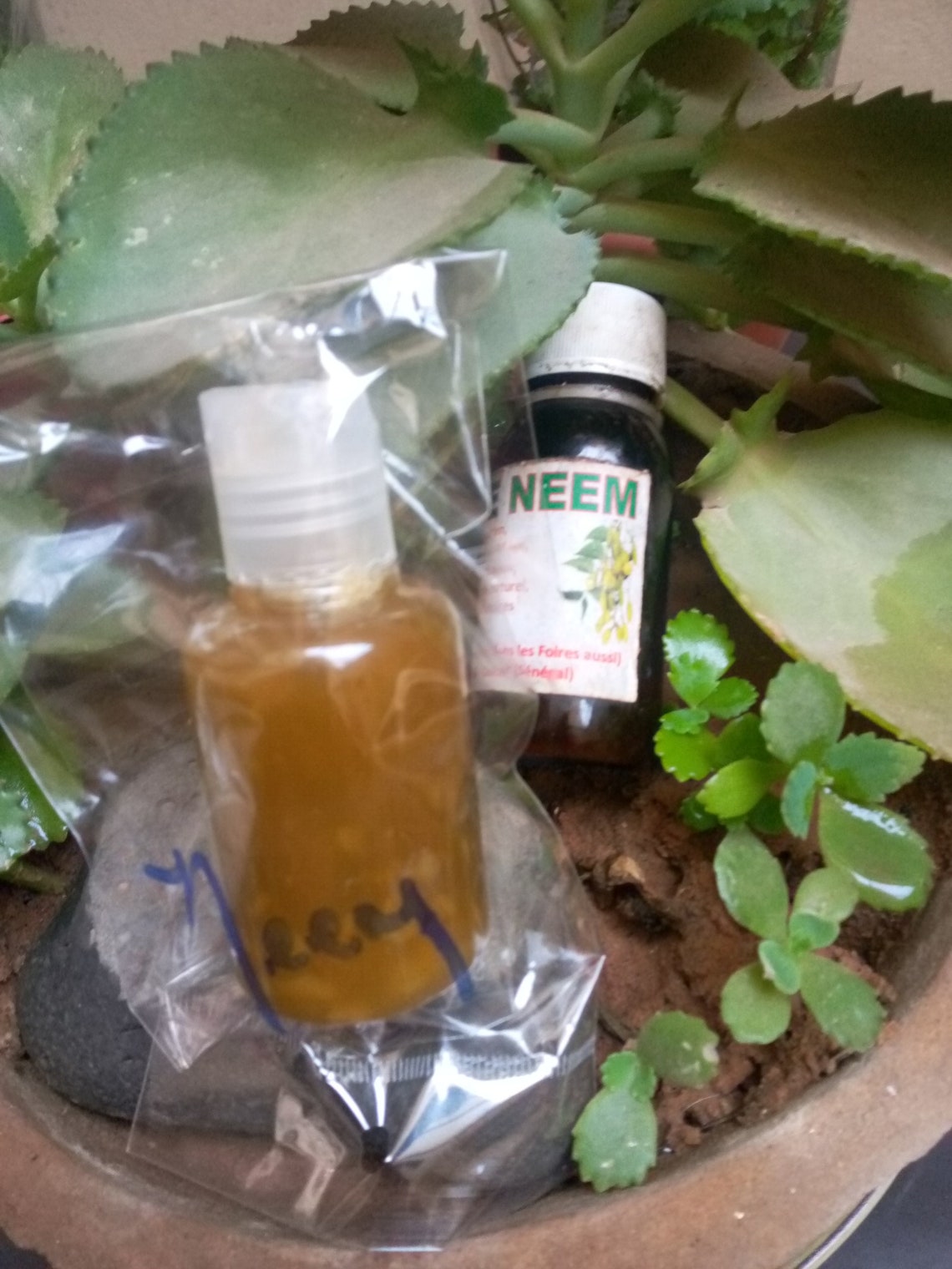 Pure NEEM MORINGA or Aloe VERA W/mali Shea Butter for Hair Etsy