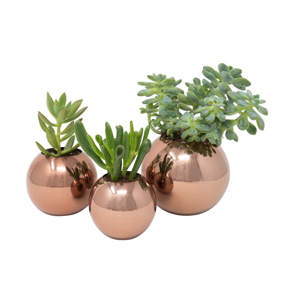 Rose Gold Stainless Steel Planter Metal Plant Pot for Etsy