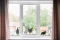 Chicken window pictures individually product logo