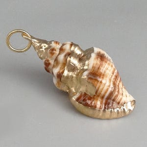 Könnte beinhalten: Ein Muschelanhänger bestehend aus einer natürlichen braun-weißen Spiralmuschel mit metallisch goldfarbener Beschichtung an der Spitze und am äußeren Rand der Öffnung, befestigt an einem kleinen runden goldfarbenen Metallring.