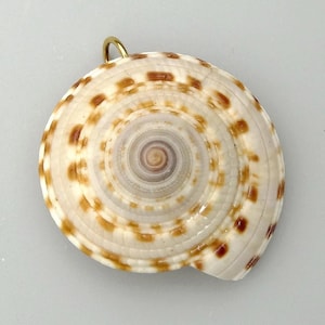 Può includere: Un ciondolo a forma di conchiglia circolare caratterizzato da un motivo a spirale naturale con macchie alternate color crema e marrone. La conchiglia ha una consistenza liscia e lucida ed è dotata di una piccola contromaglia dorata in alto.