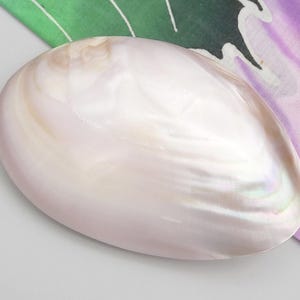 以下が含まれることがあります： 滑らかで磨き上げられた虹色の表面を持つ、楕円形の真珠層の貝殻。貝殻は、柔らかいクリームホワイトと淡いピンクの色合いを示し、湾曲した光沢のある有機的な外観全体に、光を反射する繊細な特性を備えています。