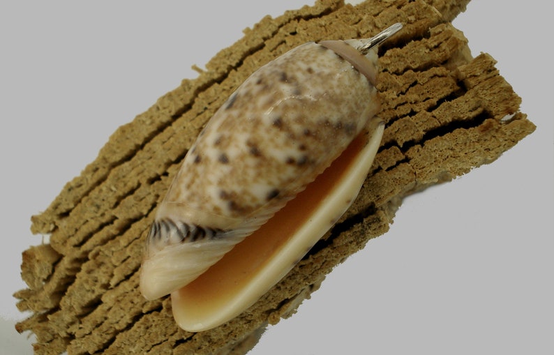Shell Pendant