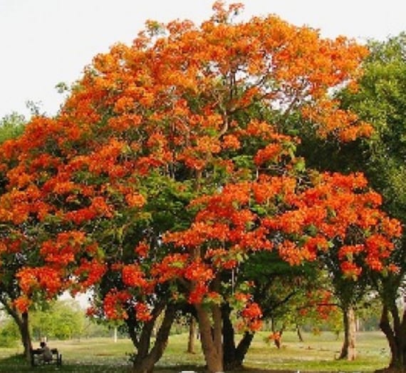 Bombax Ceiba Tree Seeds Red Silk Cotton Tree Seeds Asian Etsy Bombax Ceiba Tree Seeds Red Silk Cotton Tree Seeds Asian Etsy