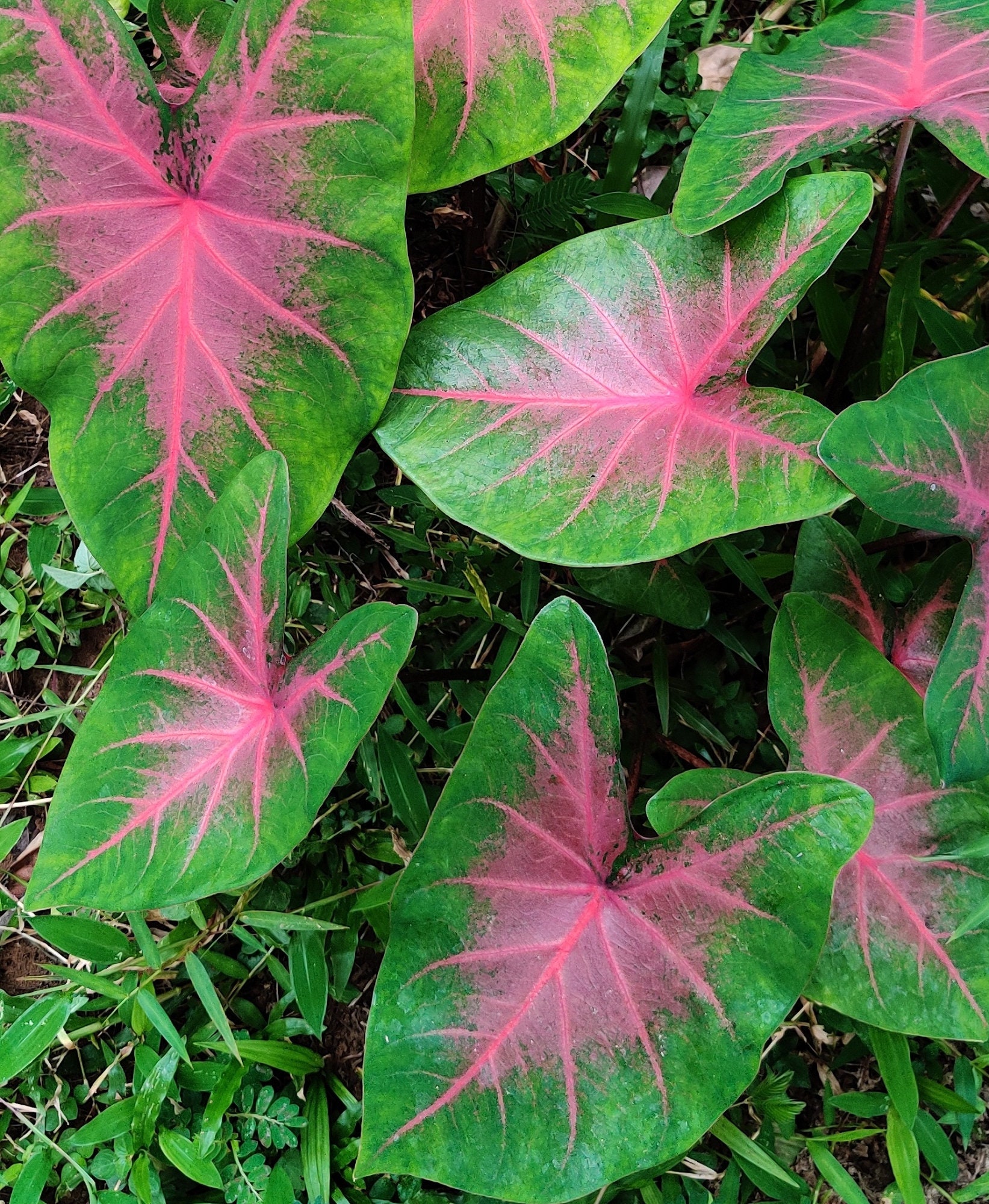 Postman Joyner Floral Caladium Bulb Fancy Leaf Caladium Etsy Canada