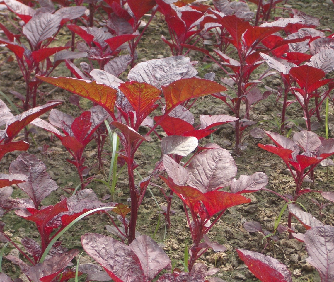 Red Spinach Amaranth Amaranthus dubius Seeds 400 Number Etsy