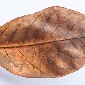 Indian Almond Leaves , Catappa Leaves , Aquarium Fish Betta , Tropical Almond Leaves , Hermit Crab Food Quantity 5 Leaves image 2