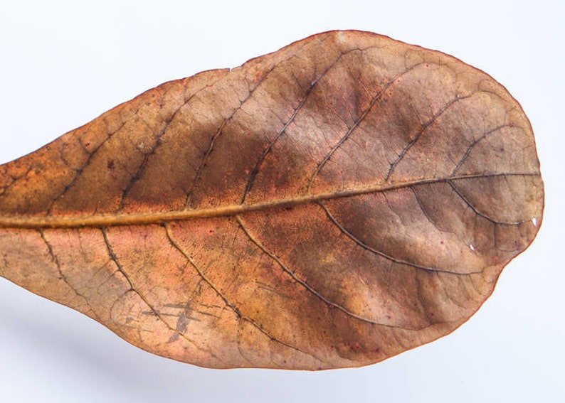 Indian Almond Leaves , Catappa Leaves , Aquarium Fish Betta , Tropical Almond Leaves , Hermit Crab Food Quantity 5 Leaves image 2