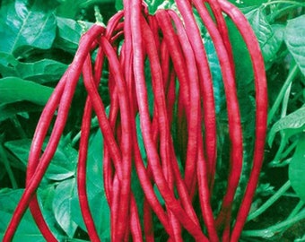 Spices Herbs Fruits Plants Crafts from Land by Southsidenaturals