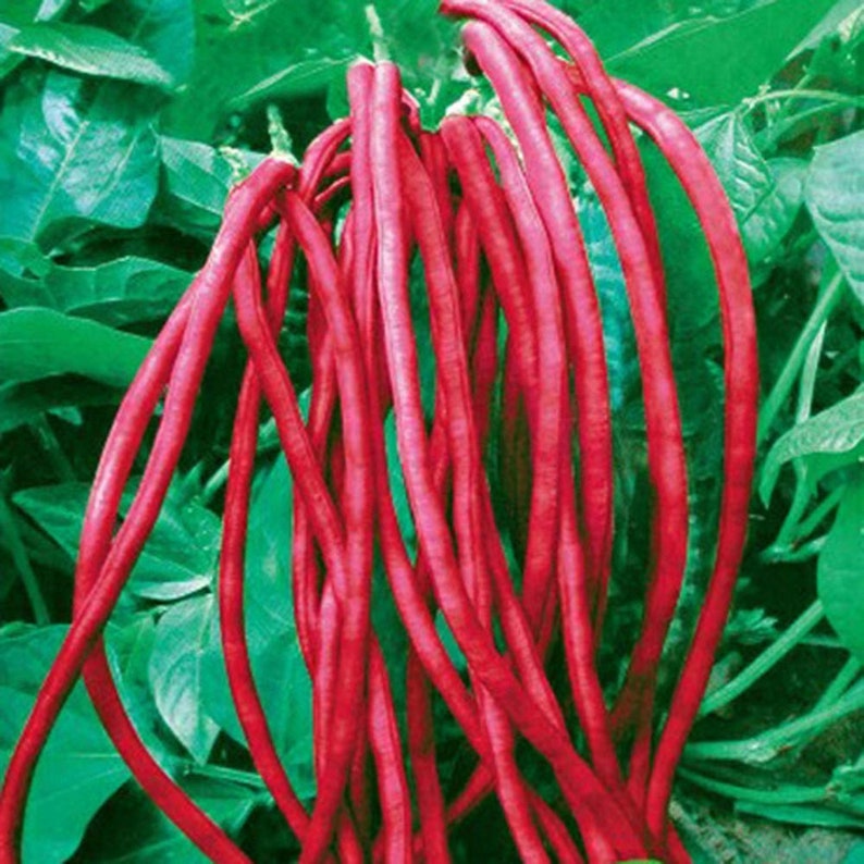 Purple Red Yard Long Beans Seed Asparagus Beans Chinese Etsy