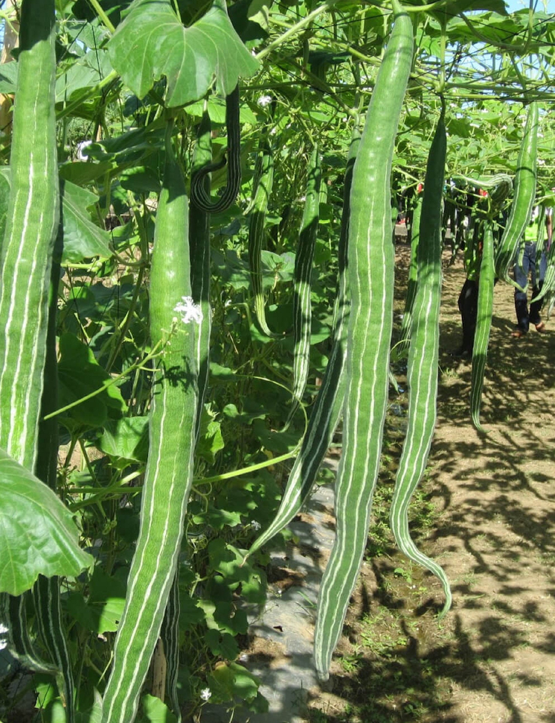 20 particles seeds/bag Ornamental Seeds Snake melon serpent gourd seeds 20 particles seeds/bag Ornamental Seeds Snake melon serpent gourd seeds