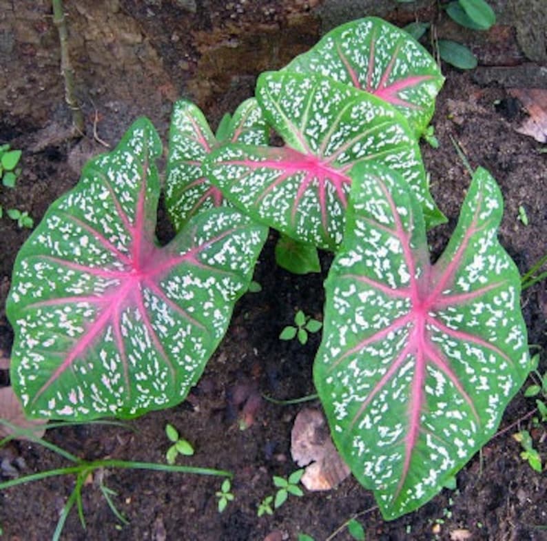 Caladium Hortulanum Bulbs Fancy Leaf Caladium Caladium | Etsy