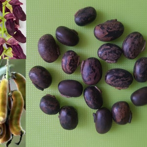Mucuna Pruriens , Velvet Bean , Cowitch Raw Black , Florida velvet Bean , Lacuna Bean image 1