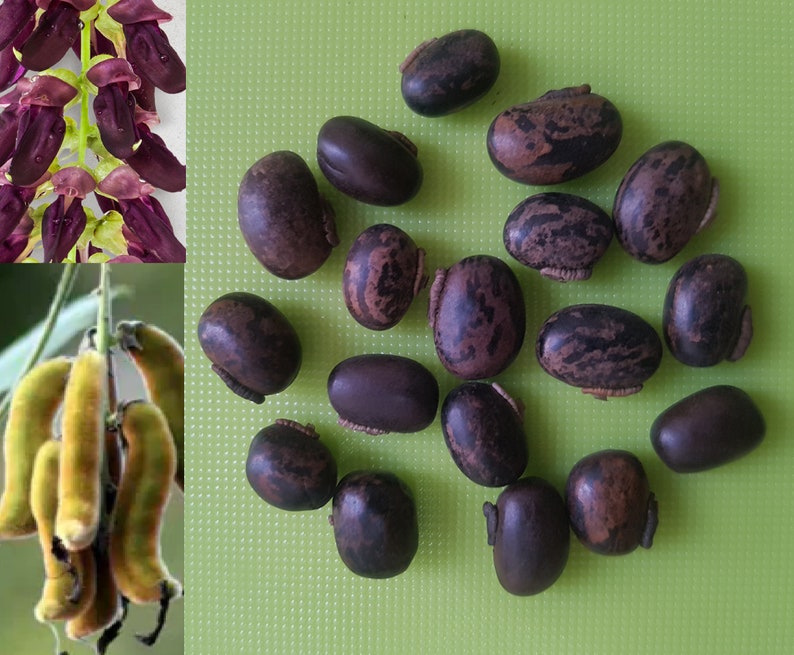 Mucuna Pruriens , Velvet Bean , Cowitch Raw Black , Florida velvet Bean , Lacuna Bean image 1