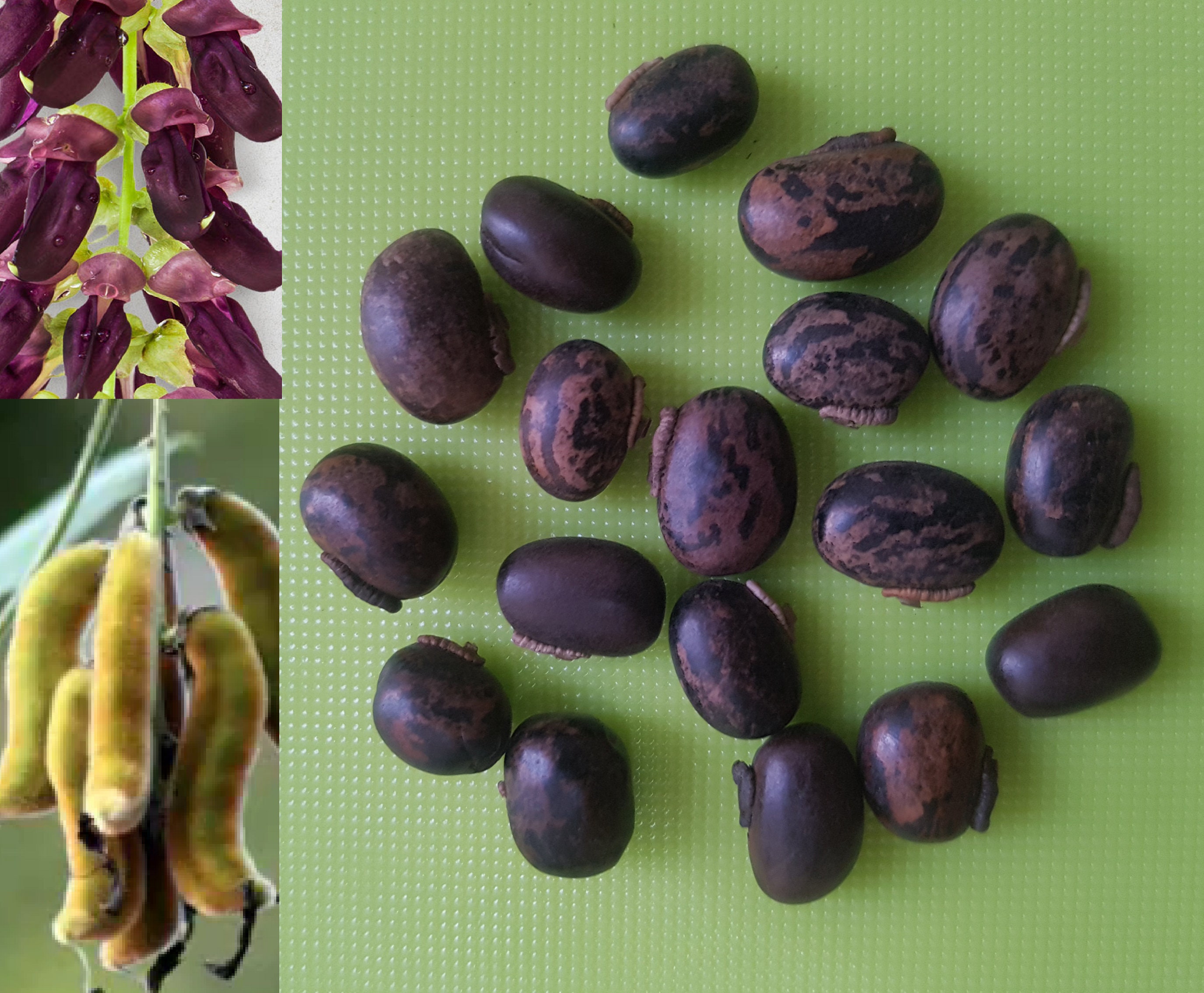 Mucuna Pruriens Seeds Velvet Bean Cowitch Raw Black - Etsy Hong Kong Mucuna Pruriens Seeds Velvet Bean Cowitch Raw Black - Etsy Hong Kong