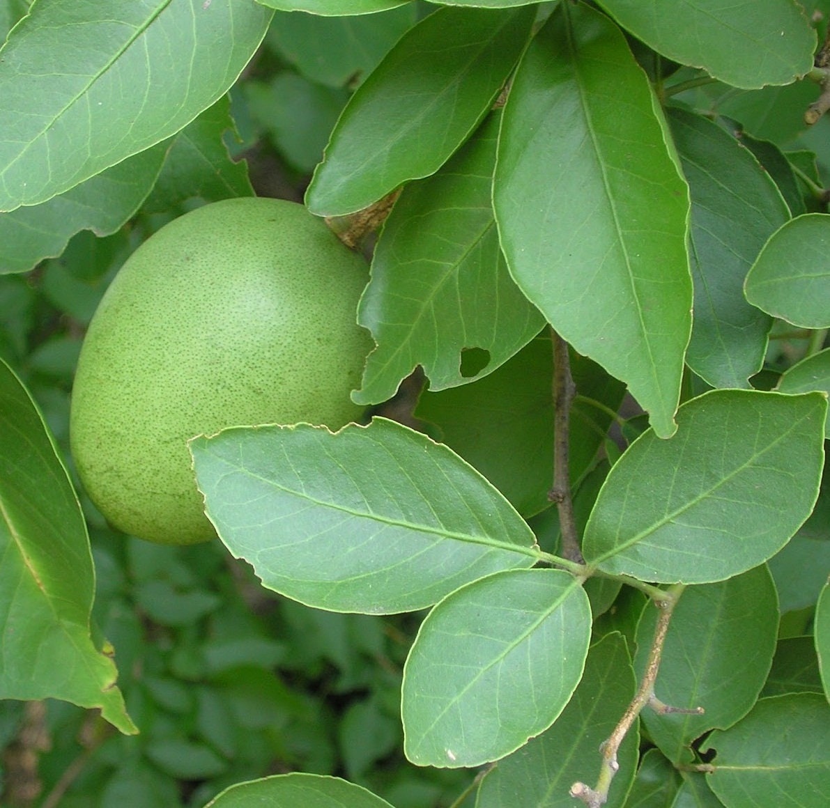 15 Seeds Of Sacred Aegle Marmelos Bengal Quince Bael Fruit Etsy
