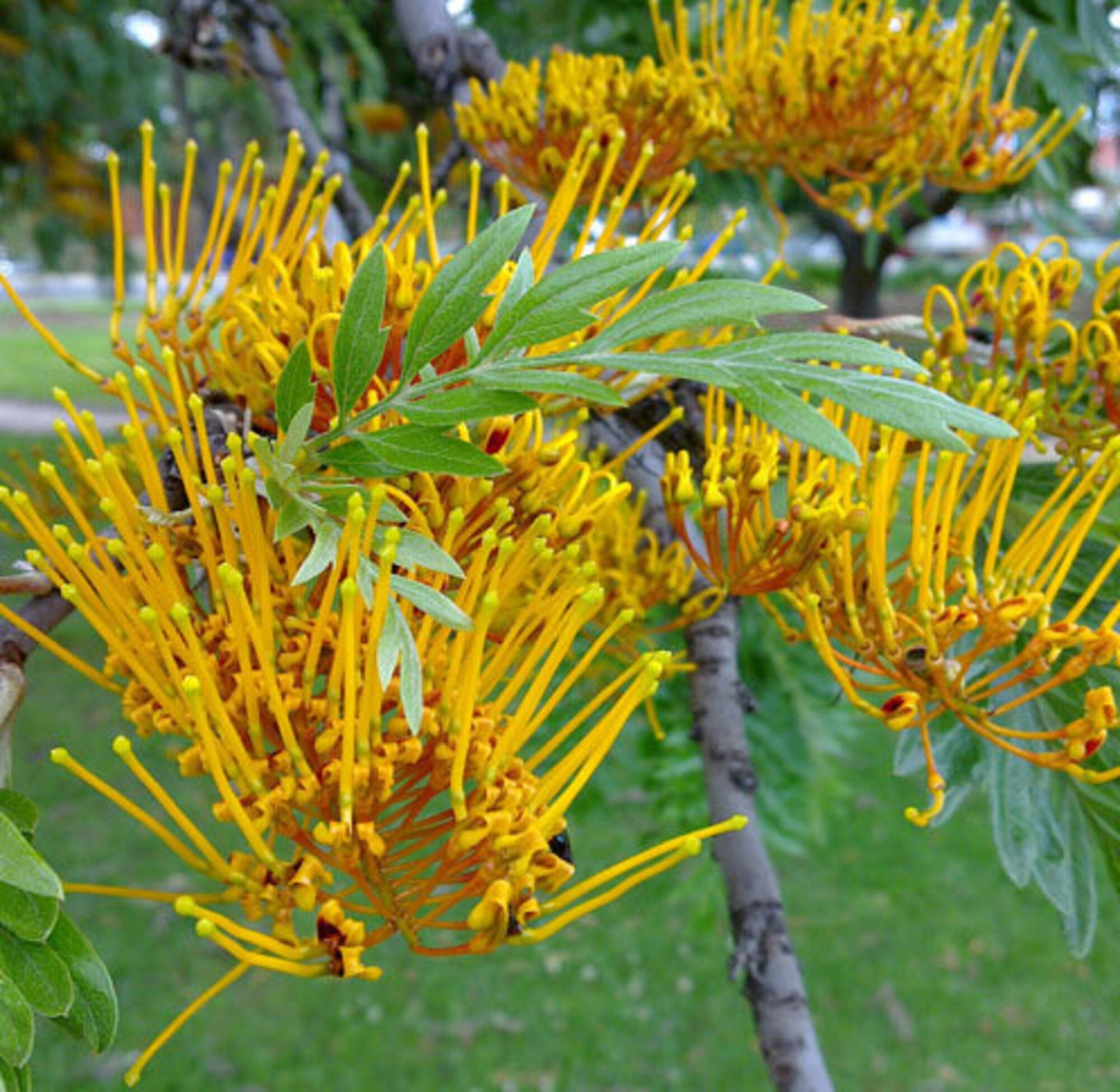 Grevillea Robusta Tree Seeds Silver Oak Seeds Silk Oak Etsy