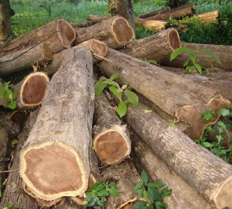 Indian Teak Wood Tree Seed Tectona Grandis Tree Burmese Etsy