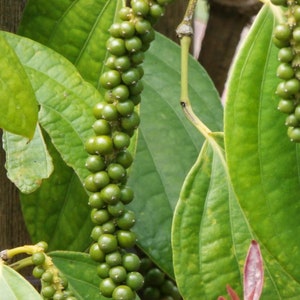 Black Pepper , Piper Nigrum ,Tellicherry Pepper , Kerala Organic Dried Spice.. image 3