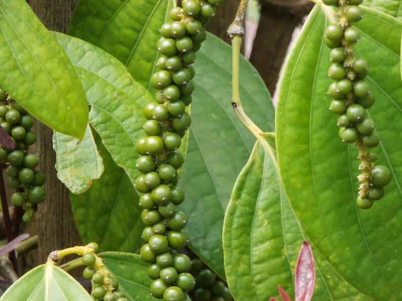 Black Pepper , Piper Nigrum ,Tellicherry Pepper , Kerala Organic Dried Spice.. image 3