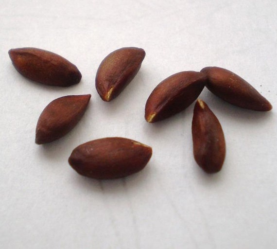 Spanish cherry and Bullet wood 40 seed Mimusops elengi Molsri Medlar 