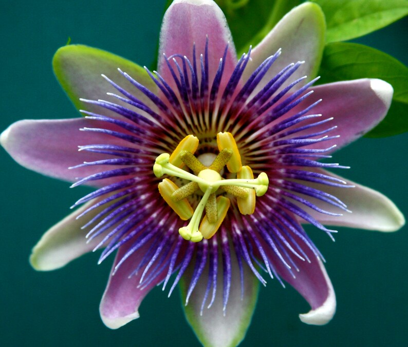 Yellow Passion Fruit Vine seedsPassiflora Edulis Etsy