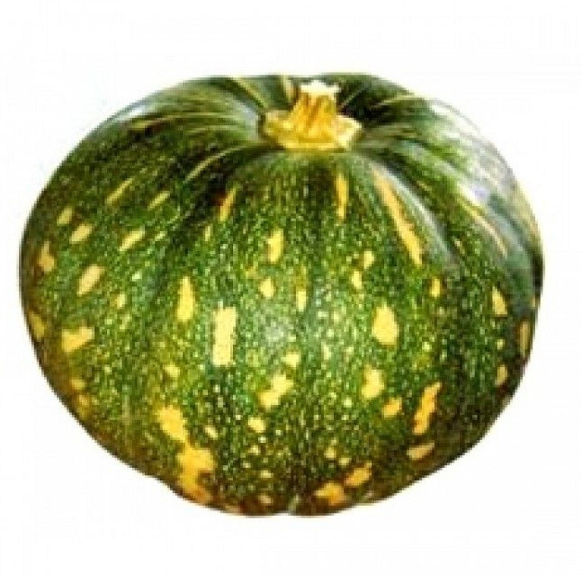 Pumpkin Seed Cucurbita Pepo Pack of 12 Seeds for Growing Etsy