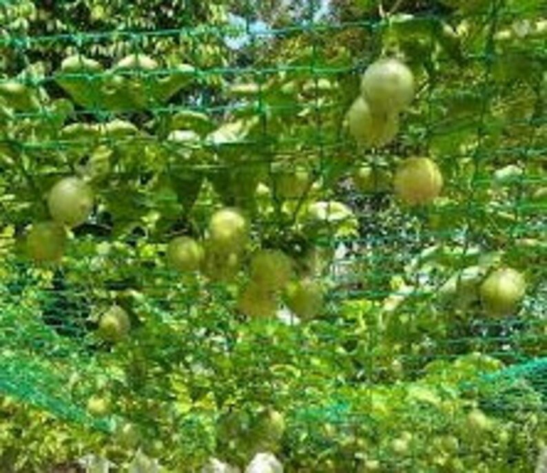 Yellow Passion Fruit Vine seedsPassiflora Edulis Etsy