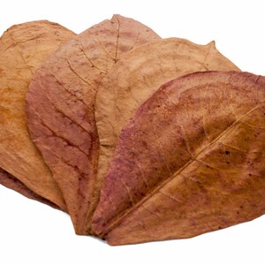 Indian Almond Leaves , Catappa Leaves , Aquarium Fish Betta , Tropical Almond Leaves , Hermit Crab Food Quantity 5 Leaves image 3