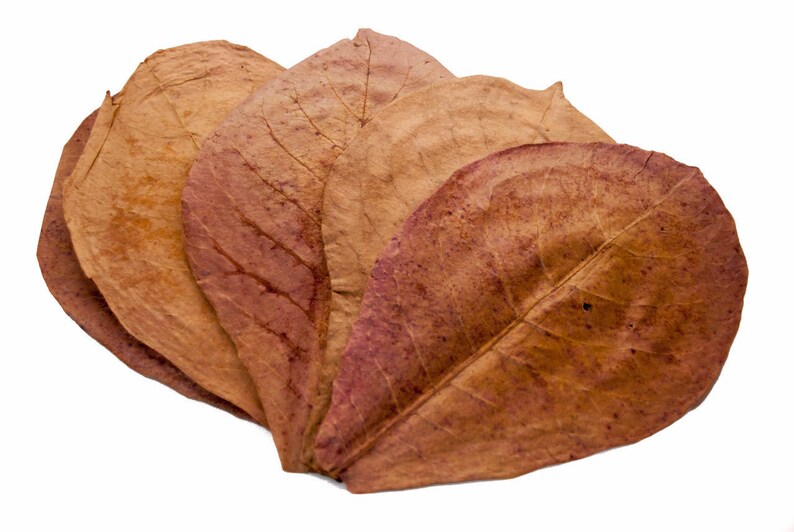 Indian Almond Leaves , Catappa Leaves , Aquarium Fish Betta , Tropical Almond Leaves , Hermit Crab Food Quantity 5 Leaves image 3