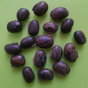 Mucuna Pruriens , Velvet Bean , Cowitch Raw Black , Florida velvet Bean , Lacuna Bean image 4