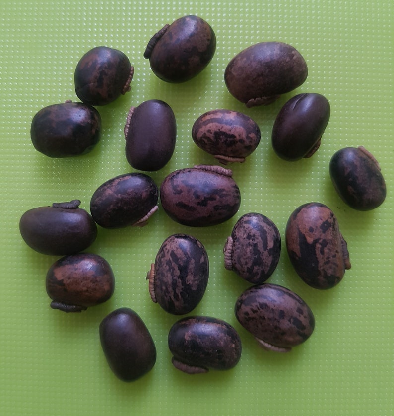 Mucuna Pruriens , Velvet Bean , Cowitch Raw Black , Florida velvet Bean , Lacuna Bean image 4