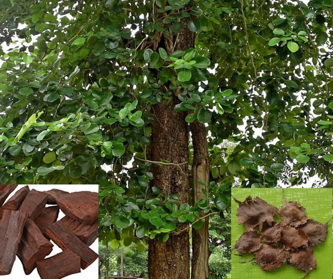 Red Sandalwood Tree Seed Pterocarpus santalinus Red Sandal Etsy