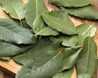 Gymnema Sylvestre Dry Leaf  , Dry Gymnema Leaves , Gymnema Dry Leaf , Australian Cowplant , Ram’s Horn in oz.